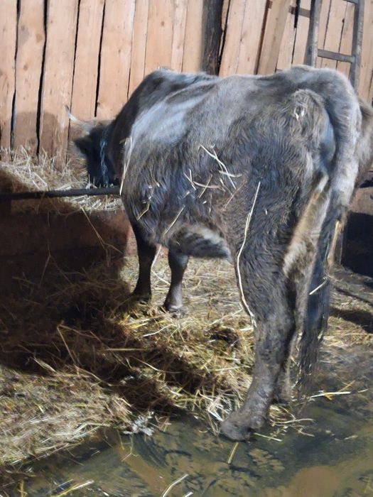 Vând 2 vaci  gestante