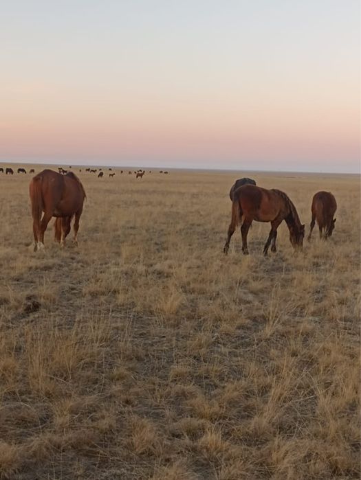 Кобылы с женебятами