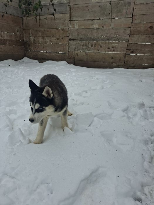 Mascul husky cu ochii albaștri