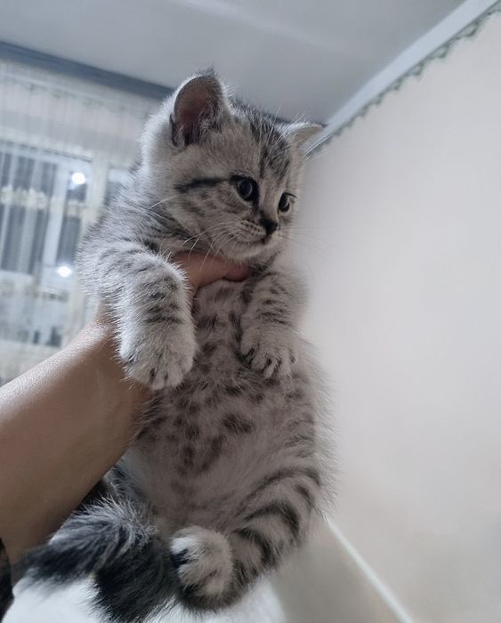 Британские котята