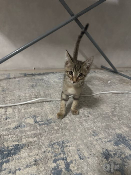 Отдам котенка в добрые руки