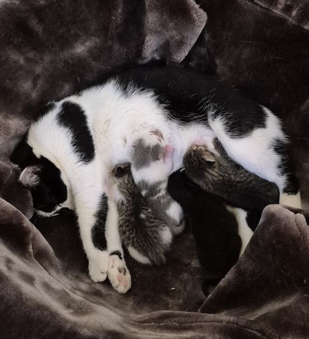 Пожалуйста заберите котят с мамой