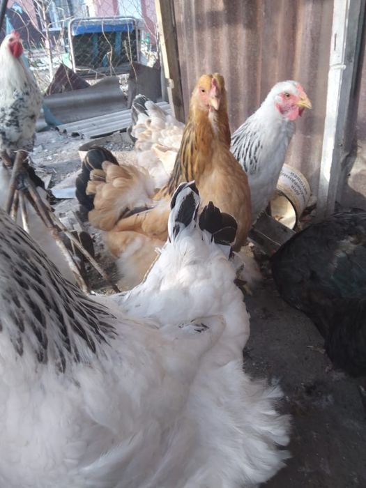 Инкубационные яйца брама