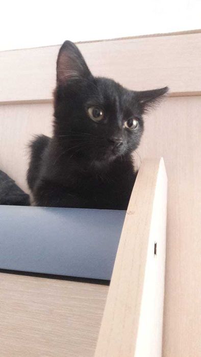 Отдам котенка девочку