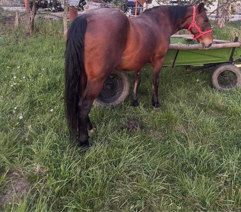 Iapa 8ani garantata de ham