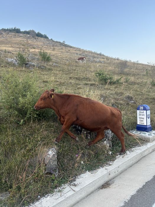 De vanzare juninca angus