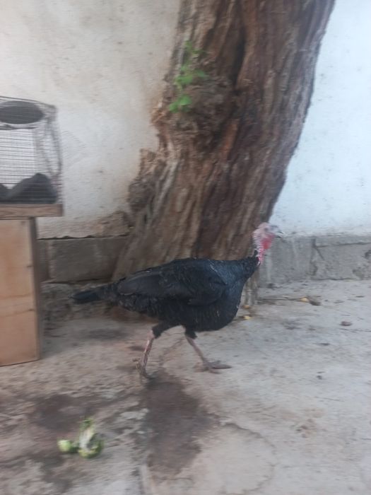 Ayol kurka sotiladi