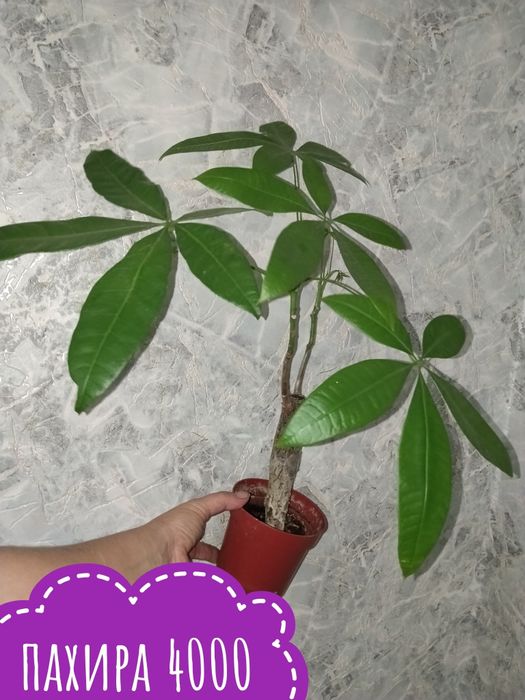 Цветы  комнатные