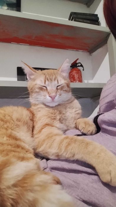 Коте Шефа търси истински дом