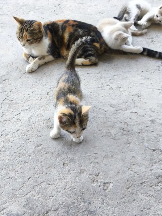 Hadyaga mushuk bolalari