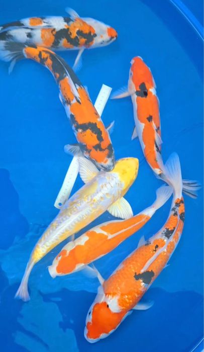 Кои рыба для пруда