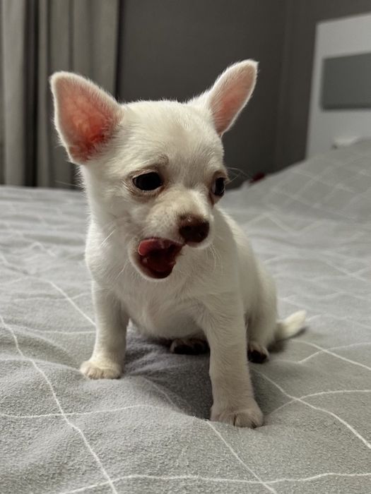 Мини Чихуахуа Момиченце