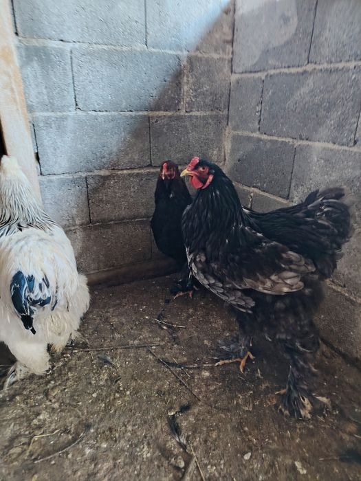 Cocoșii cochinchina