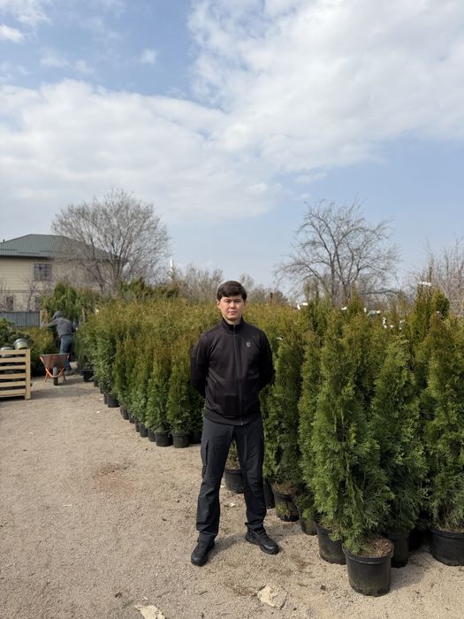 Туи смарагд пирамидальные