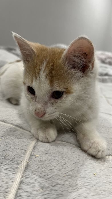 Отдам котенка мальчика 1,5 месяца