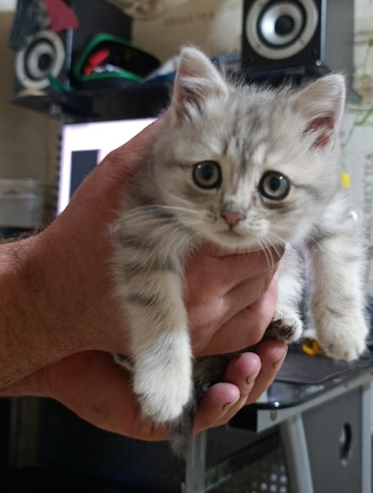 котенок скотиш страйт