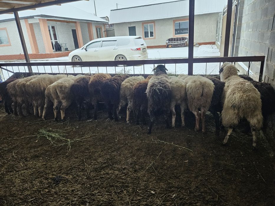 Семиз Бордакы Кой, Токтылар .