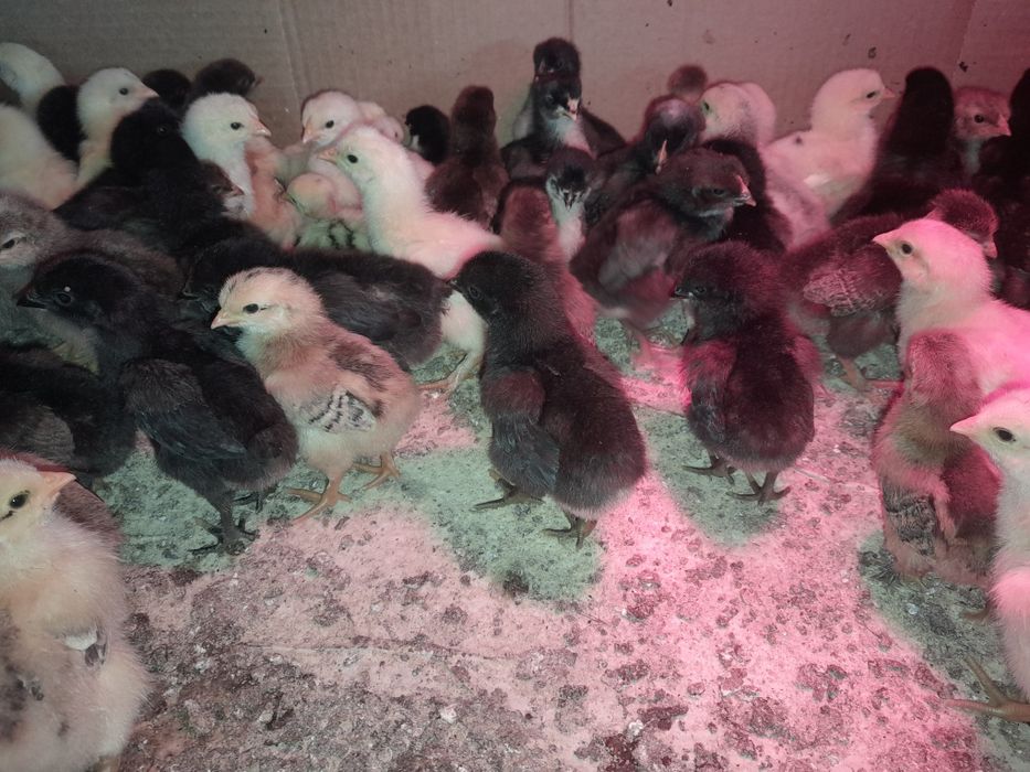 Pui de casa din găini libere!