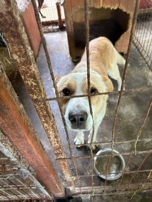 Adopta un caine - un sufletel are nevoie de stapan!