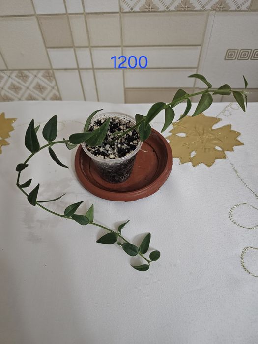 Филодендрон и хойи в наличие