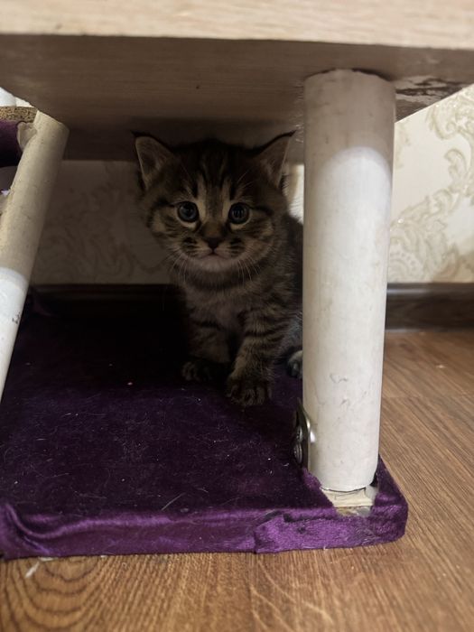 Skotsh Strayt tabbi Ona bola birga sotiladi