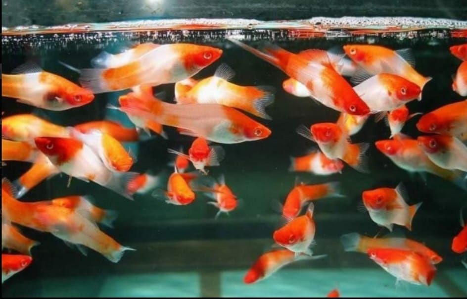 Растения для акварюма и рыбки