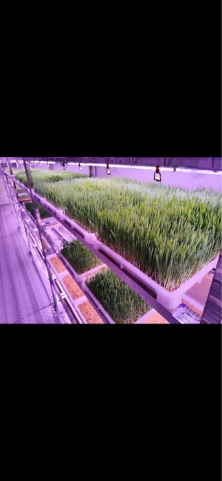 Gidroponika undurilgan bugdoy zakazga