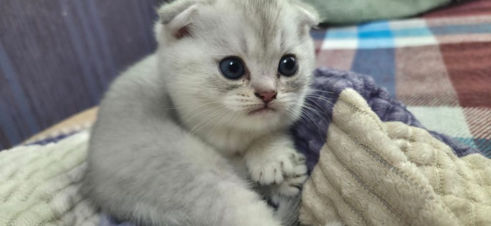 Продам котят породистые