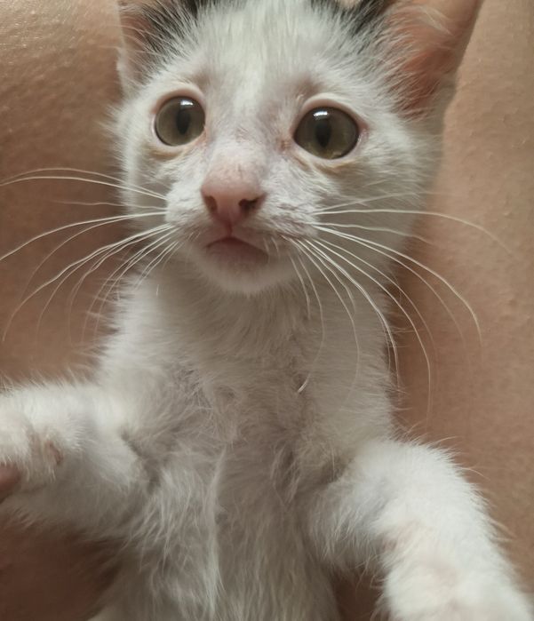 Отдам котят девочки