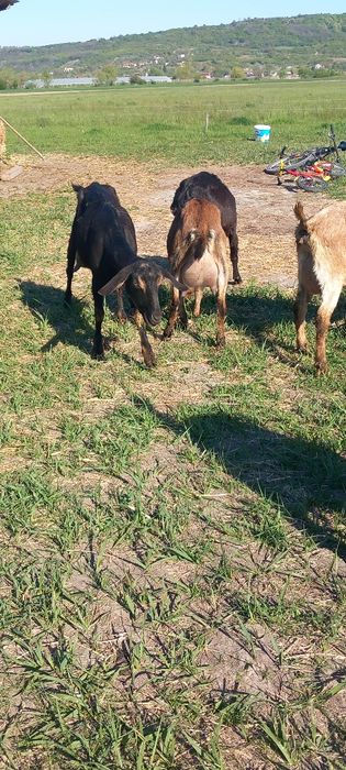 Capre anglo nubiene de lapte