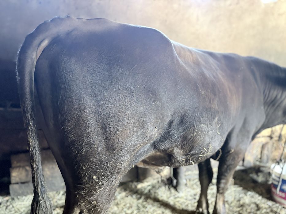 Disponibili taur si vaci