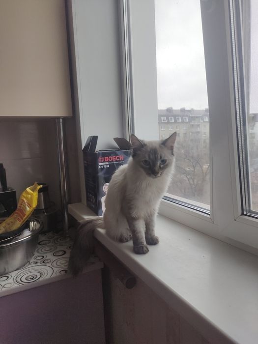 Отдам кошку в добрые руки