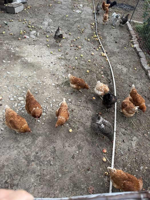 Продам кур ломан браун