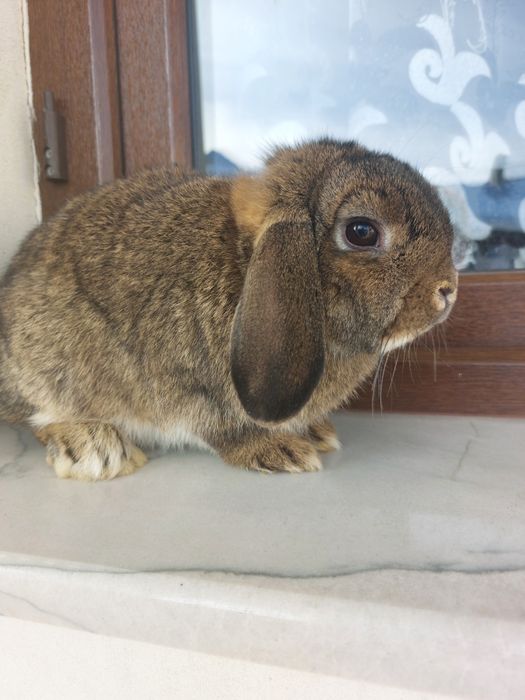 Iepuri pitici de Paște