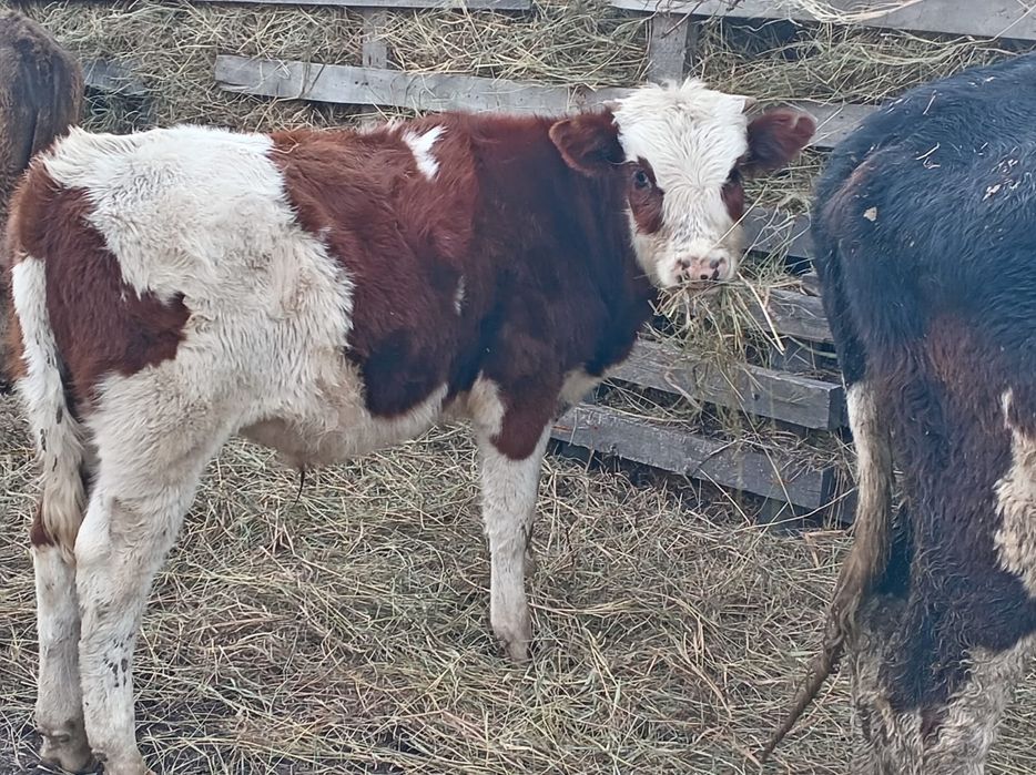 Срочно продам быка