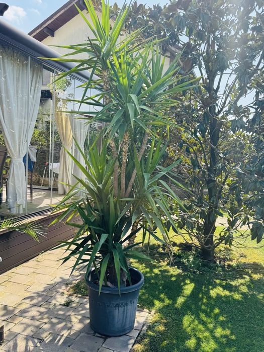 Yucca la ghiveci – plantă ornamentală deosebită,10 ani
