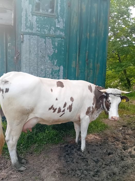 Vând vacuta tânără buna de prasila