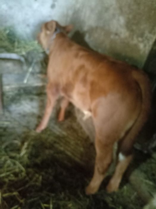 Vând vițel de o luna jumate