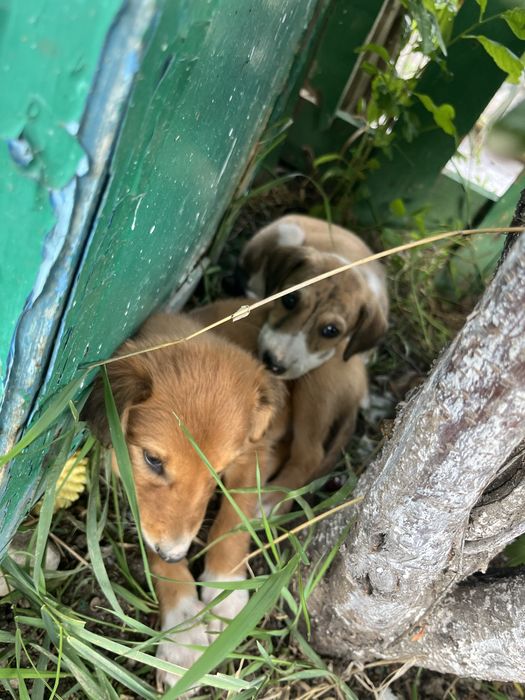 Тазы күшіктері ( щенки тазы)