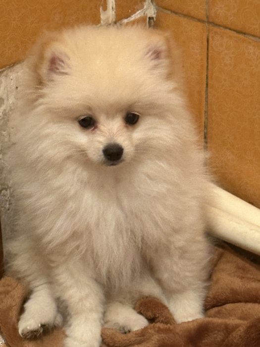 Собака домашный