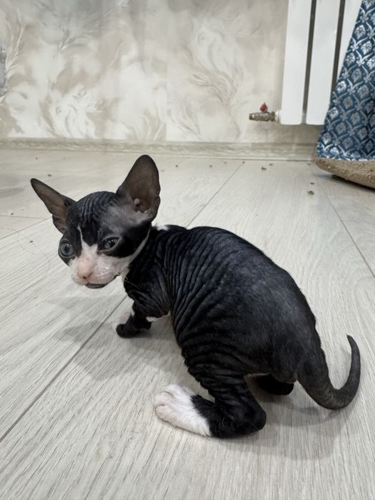 продам котят сфинксов бронь