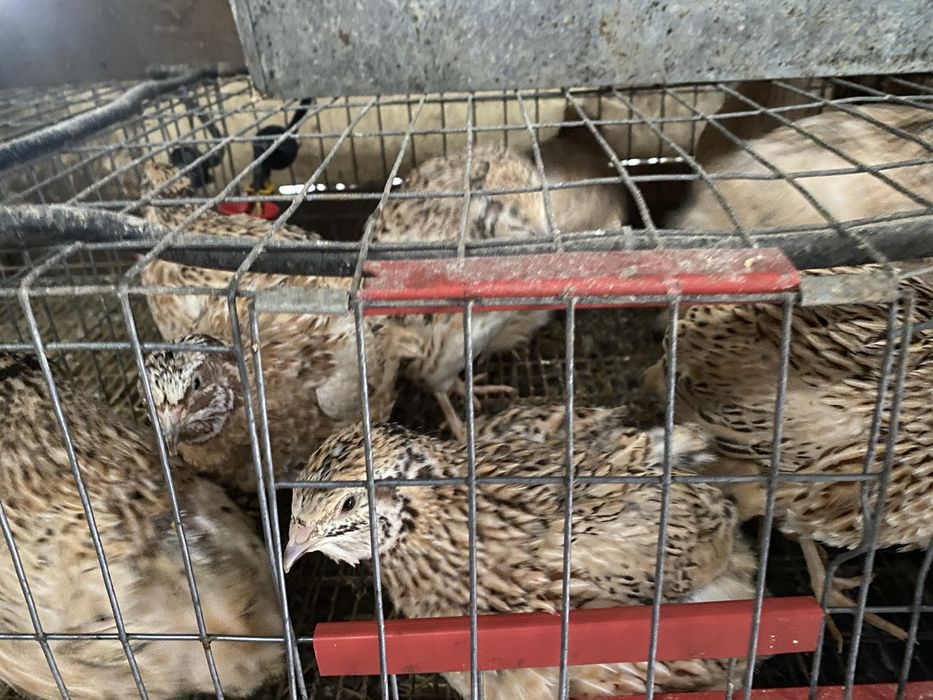 Preplite JUMBO gold/ auriu de manciuria