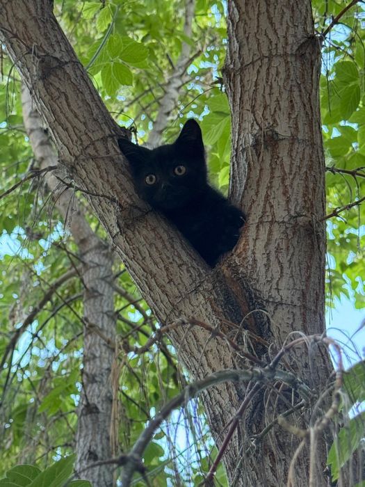 Отдам котика в добрые руки