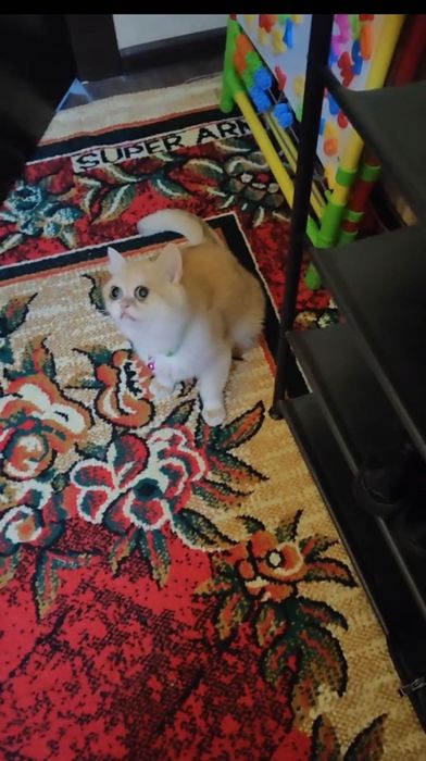 Zolotaya shinshilla + Egzot