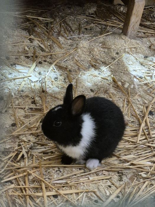 Карликовый кролики