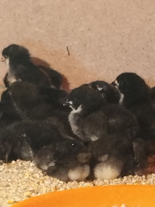 Инкватор сотилади 425 талик