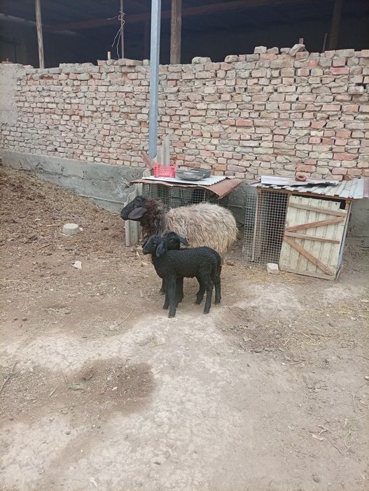 Она бола казоки ку́й сотилади