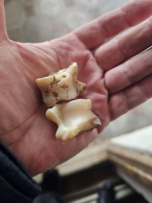 Асички, асық улкен