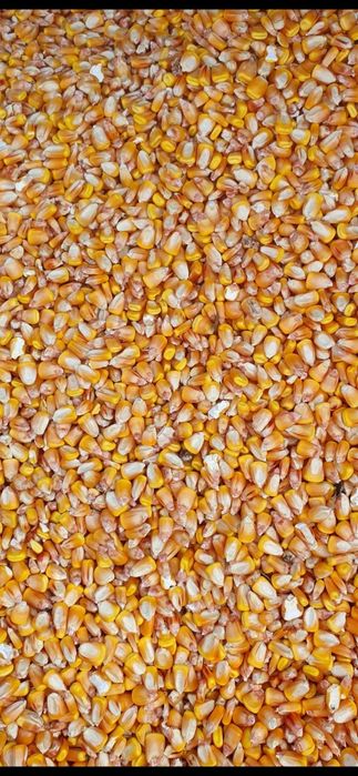 Vând porumb boabe Dekalb 2025