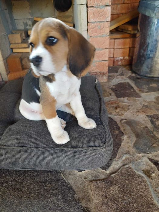 Pui de Beagle friendly